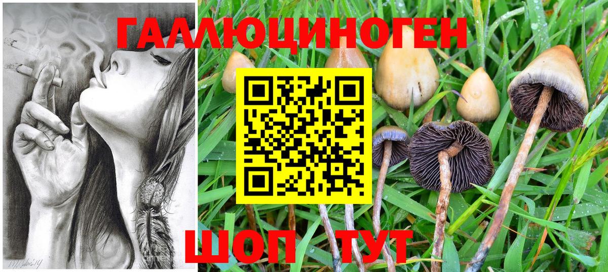 Выборг  Псилоцибиновые грибы GOLDEN TEACHER  Вход с VPN 